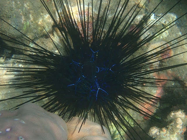 Diadema savignyi Diadema savignyi