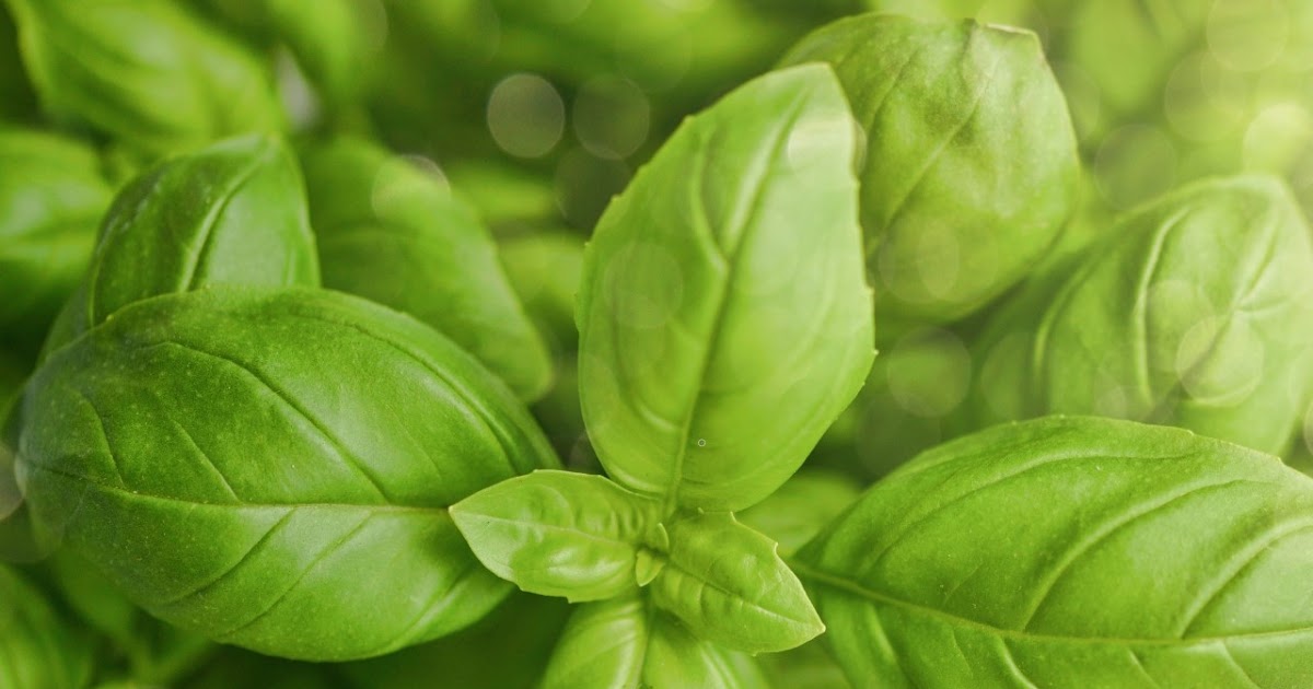 Pesto Recipe Ratios Timothy Cunningham