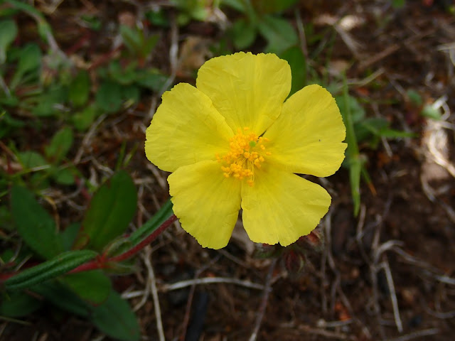 Helianthemum nummularium Helianthemum nummularium