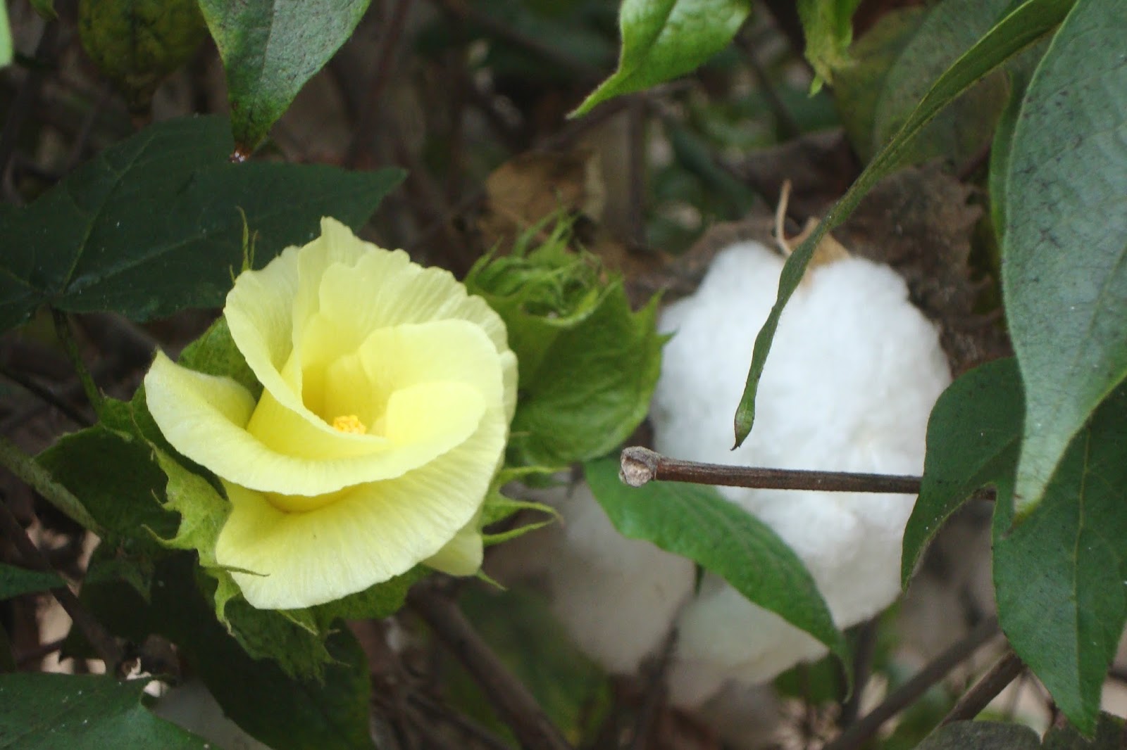 Todo con las flores del algodón, Gossypium hirsutum, Malvácea. Todo con las flores del algodón, Gossypium hirsutum, Malvácea.