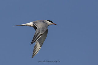 Flussseeschwalbe Naturfotografie Wildlifefotografie Meerbruchswiesen Steinhuder Meer