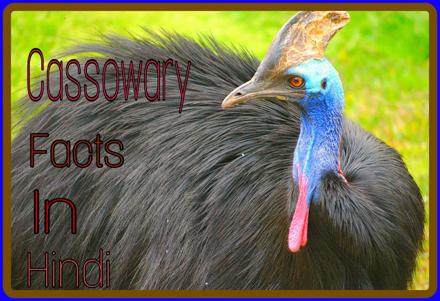 Cassowary Bird Facts In Hindi