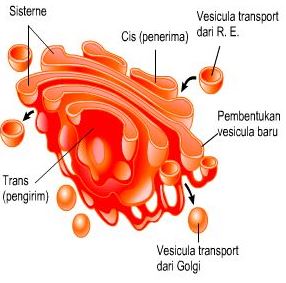Struktur Badan Golgi