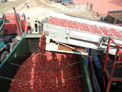 Freshly harvested cranberries being loaded onto a transport truck