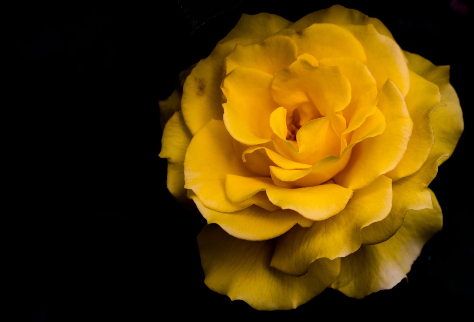 Yellow Rose at Yokohama garden necklace