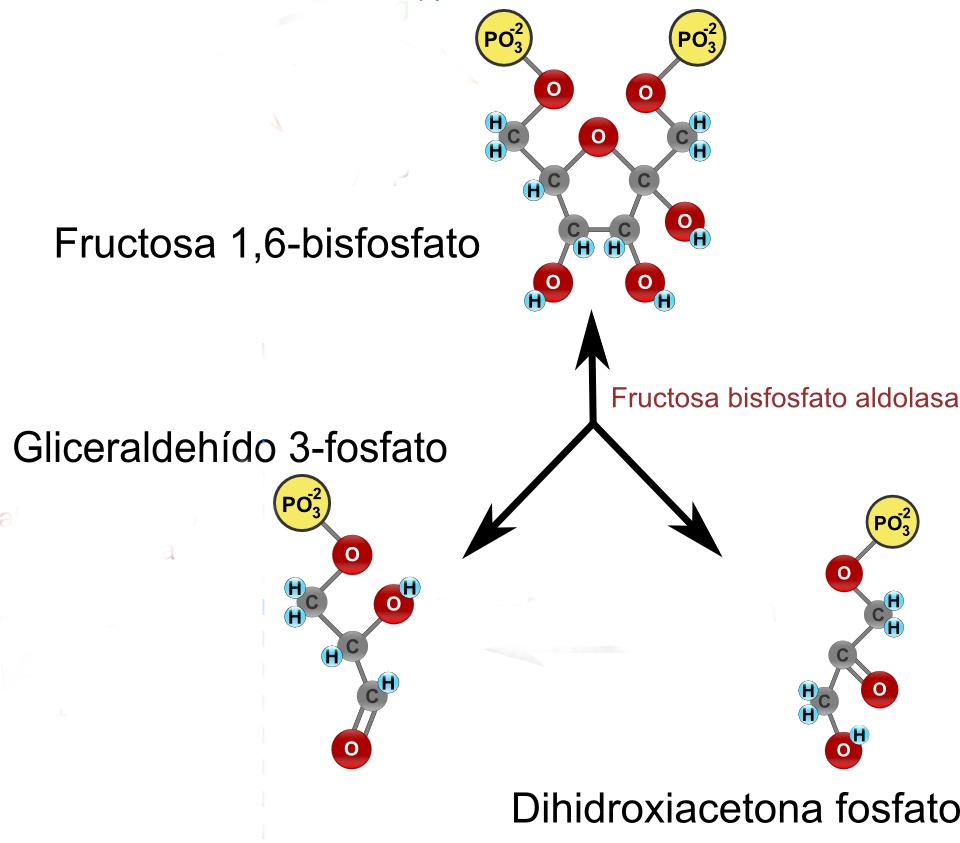 Osteoarthritis 1 fok kezelés, A vállízület 3. fokú deformáló artrózisa