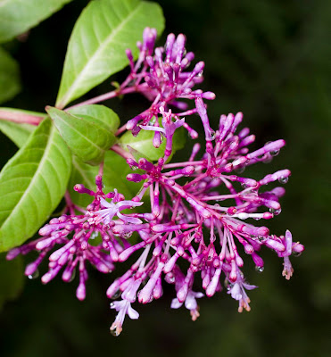 Fuchsia arborescens en Flor