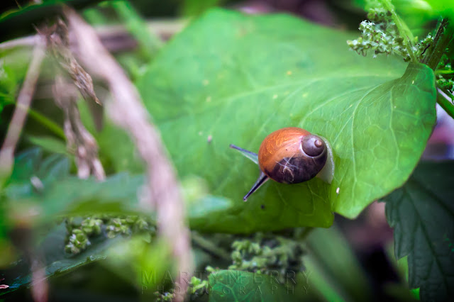 Macro image of a tiny snail on a leaf in a nature rerserve at Fen Drayton