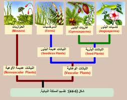نتيجة بحث الصور عن اقسام النباتات في المملكه النباتيه