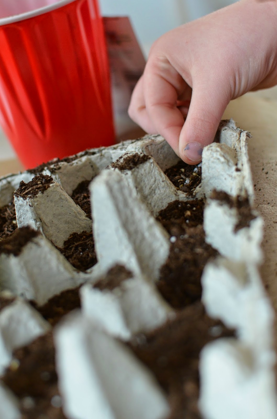 Mindful Musings Create Your Own Egg Carton Greenhouse