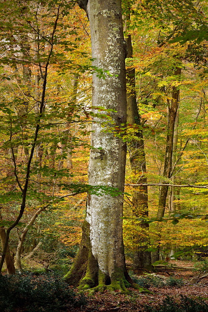 Gros Fouteau, Forêt de Fontainebleau.