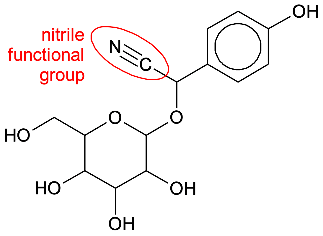 Why Are Pandas Not Poisoned By Toxic Raw Bamboo?