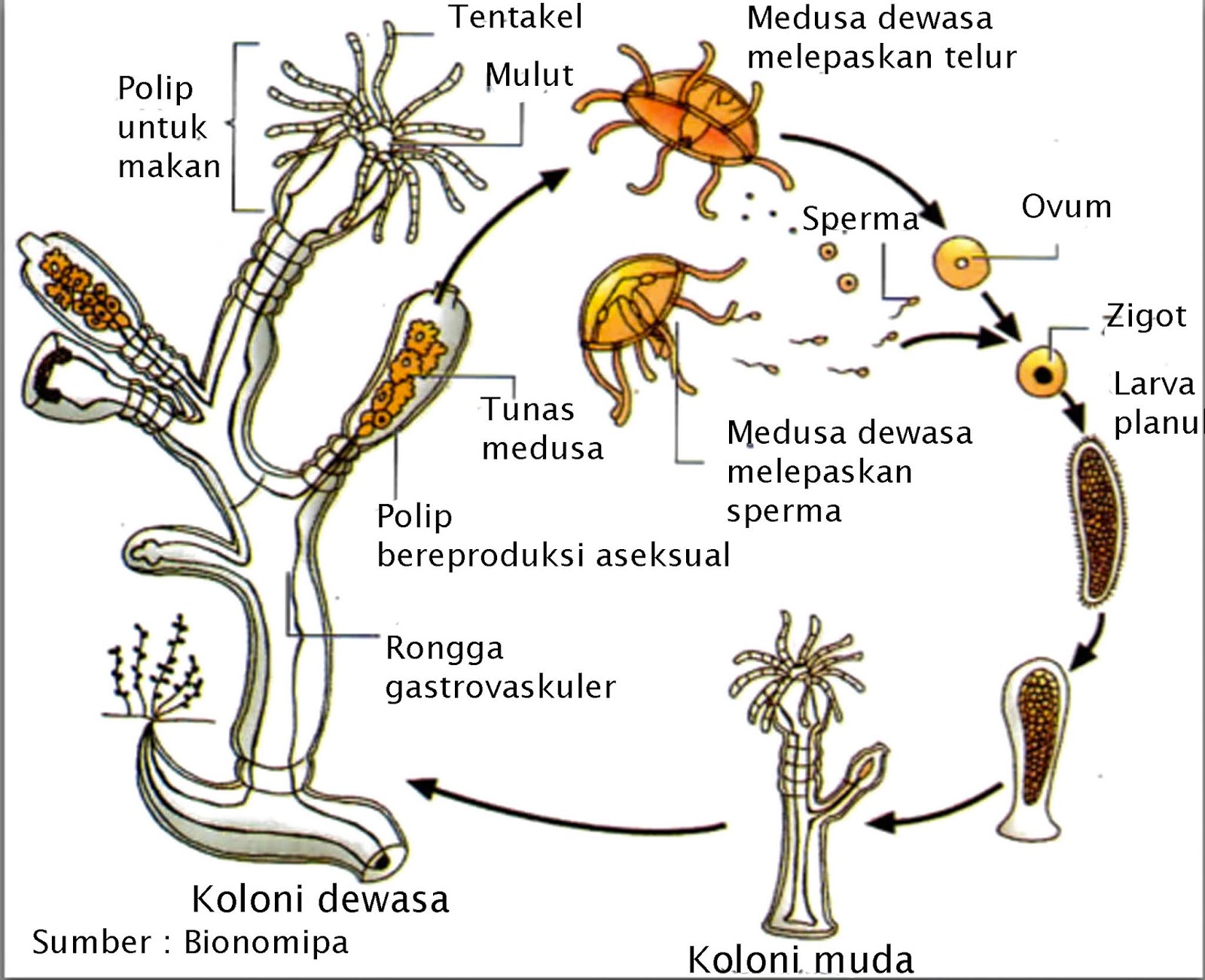 Reproduksi Pada Hewan Pojok Ipa