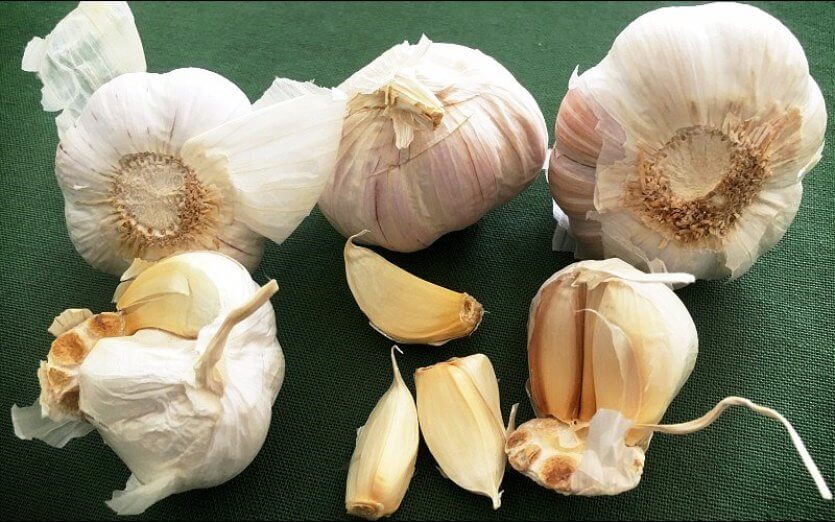 garlic