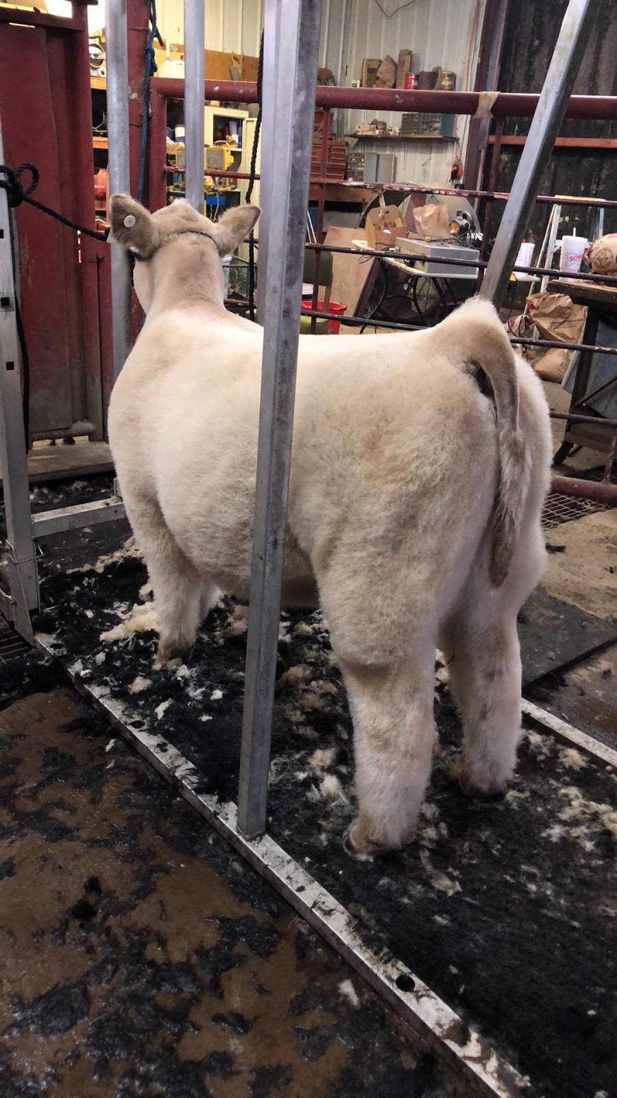 RCC Blog Wynn Show Cattle Steers for Sale