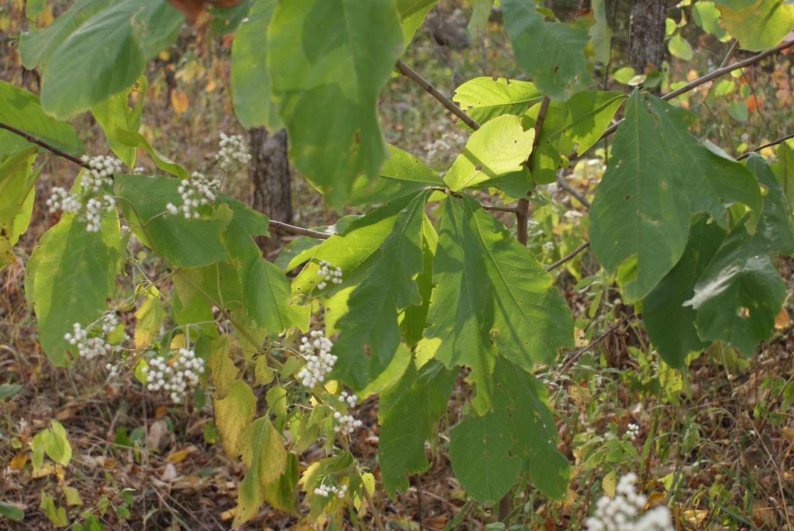 The Barefoot Gardener Picking Up Paw Paws