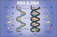 DNA and RNA Structure MCQs
