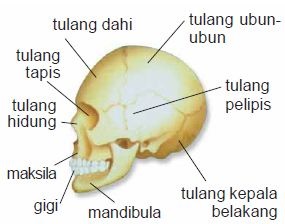 Tulang baji merupakan bagian dari rangka