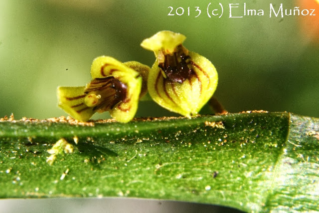 Pleurothallis sp. Orquideas del Perú