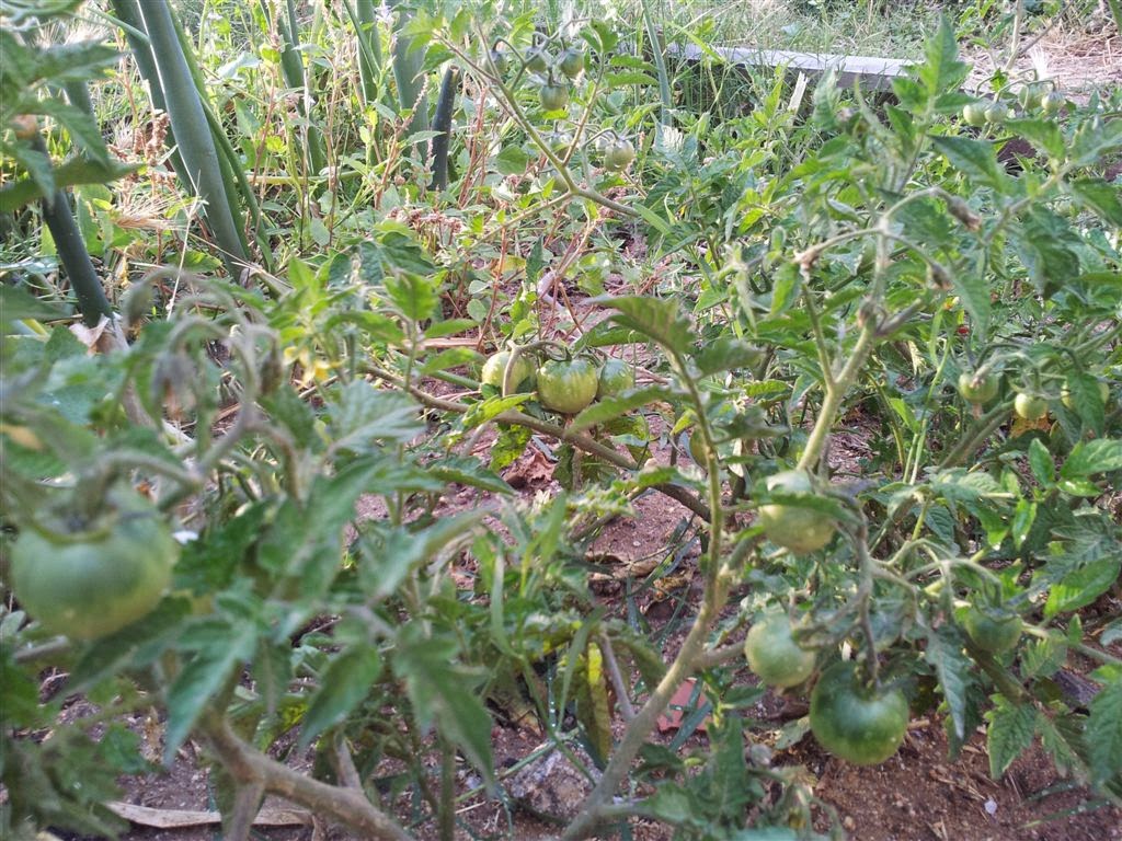 Verano, pedrisco y sol