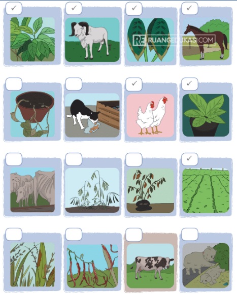 Kunci Jawaban Tematik Kelas 4 Tema 3 Subtema 3 Halaman 97 98 99 Gawe Kami