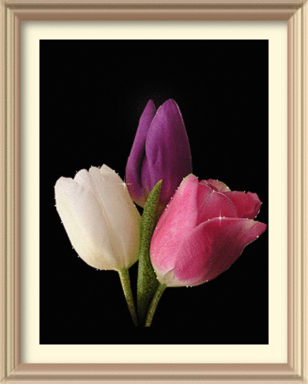 весенние цветы тюльпаны. букеты тюльпанов анимационные. тюльпаны гиф. красивые мерцающие букеты тюльпаны. тюльпаны гиф.