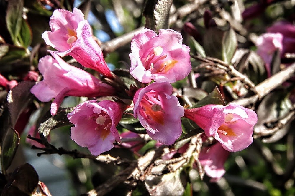 Eye Candy Weigela Shrub