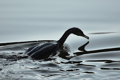 Corb marí gros (Phalacrocorax carbo)