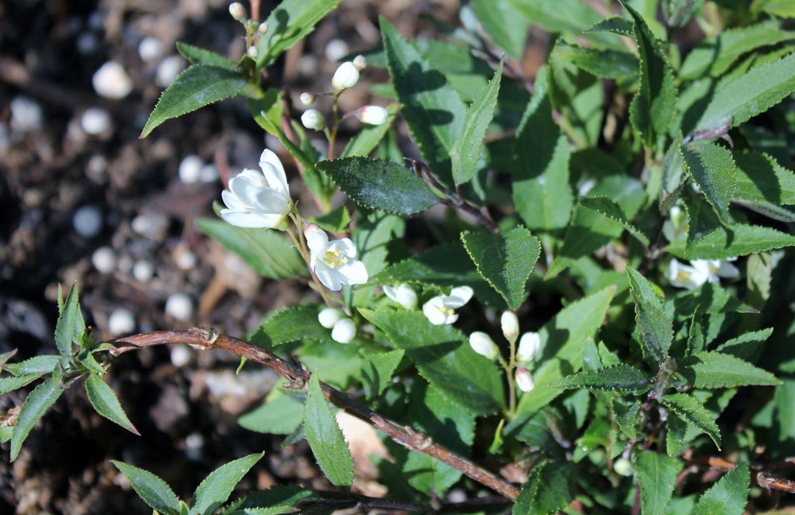 Kolme Kuningatarta Ja Viehkot Hovineidot Mama S Garden