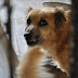Veterinários do Centro de Zoonoses realizam  70 castrações por semana em cães e gatos