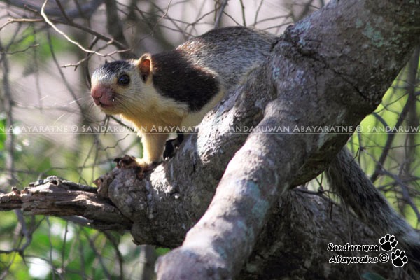 Sandaruwan Abayaratne Mammals