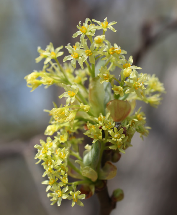 Sassafras flowers