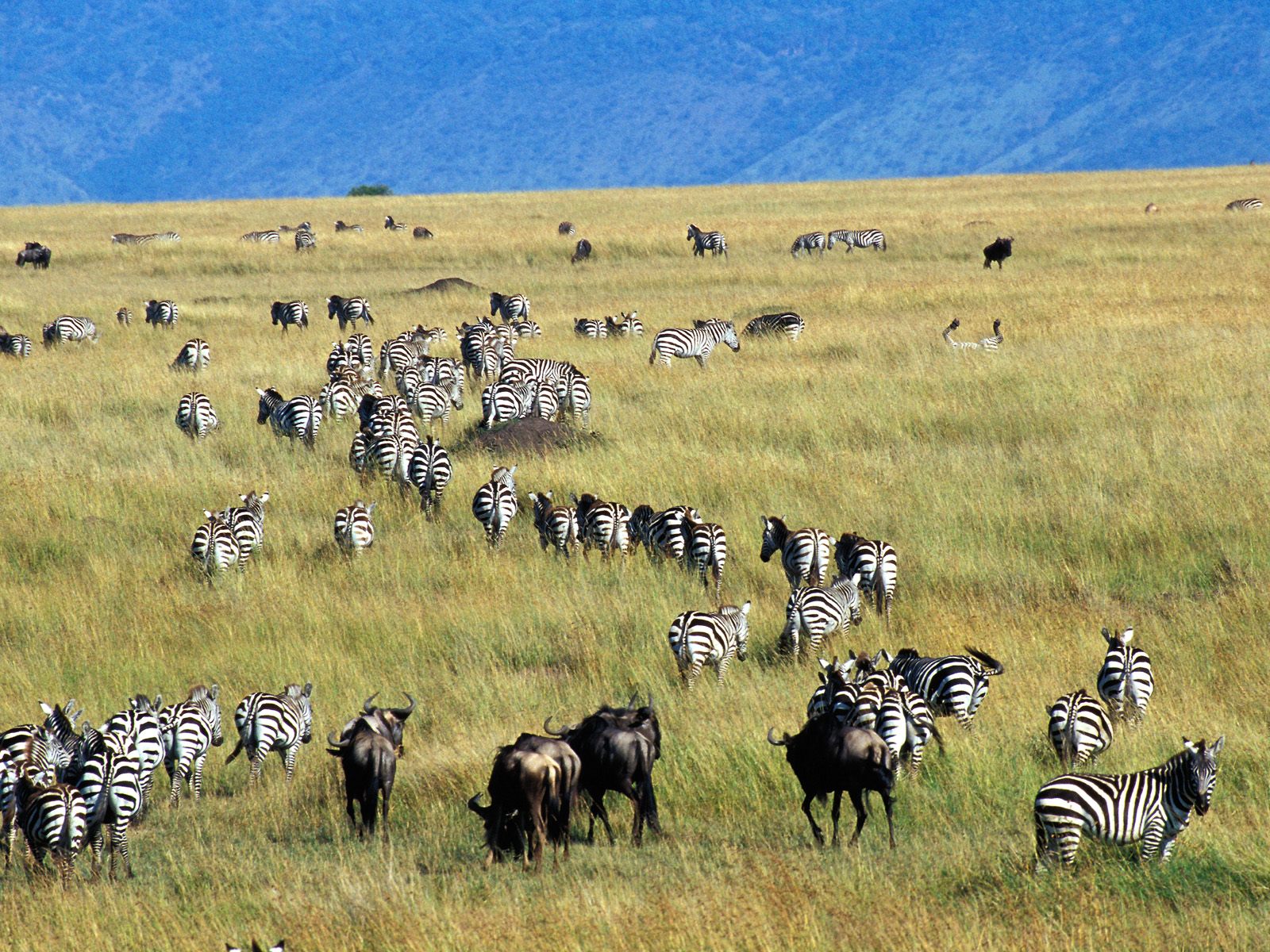 Beautiful Animals Safaris: The Amazing Great Wildebeest Migration Masai