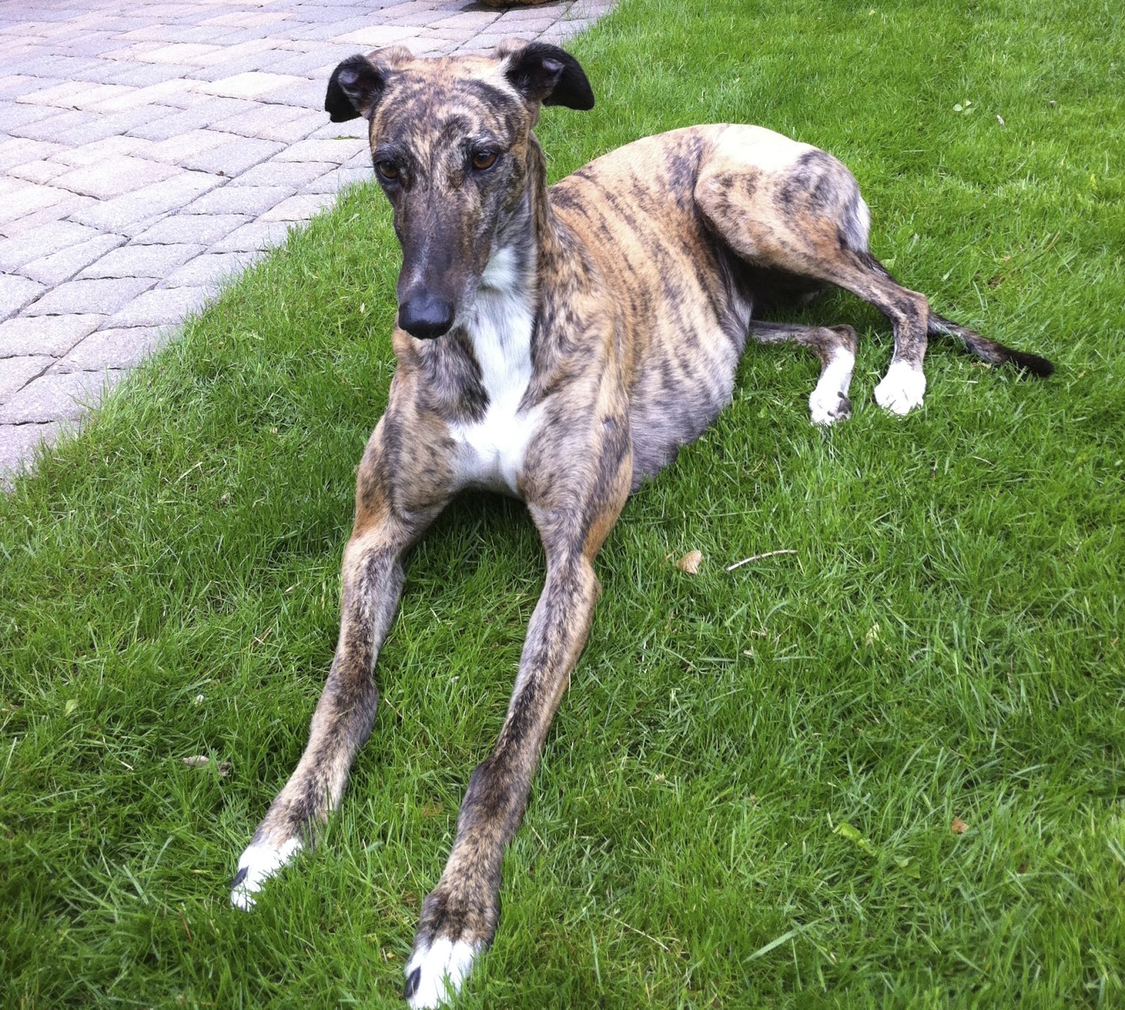 Northern Lights Greyhound Adoption Dog Blog NLGA Photo Roundup