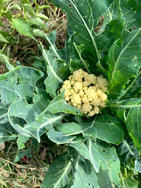 Ruple Farms - garden - cauliflower