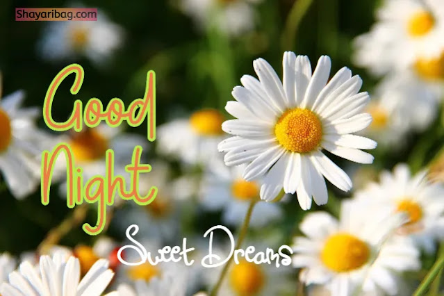 Good Night With Flowers Good Night With Flowers