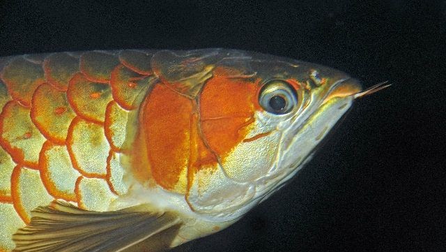 Penyakit Ikan Arwana Dan Cara Mengobatinya Secara Alami