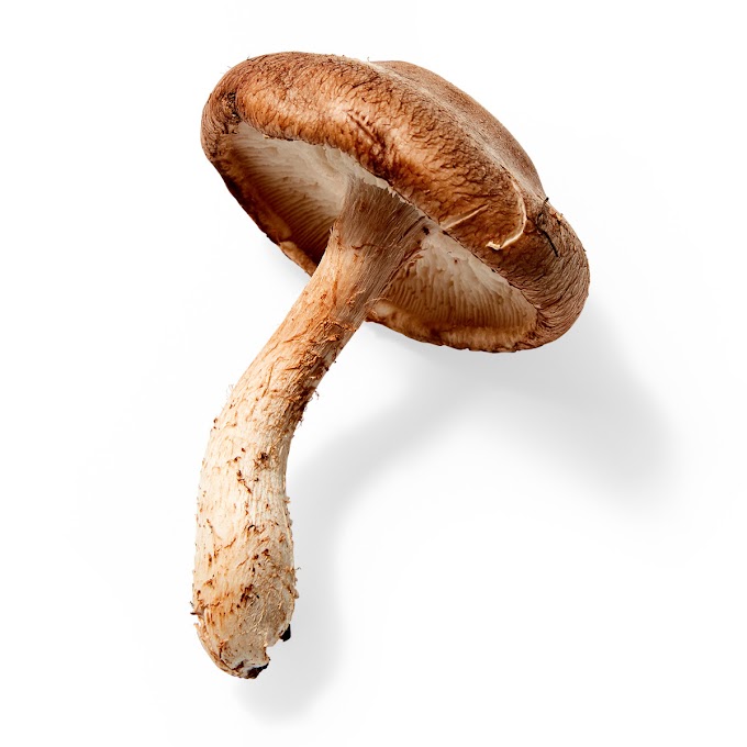 Shiitake mushrooms | Edible & Medicinal mushrooms | Biobritte mushroom center