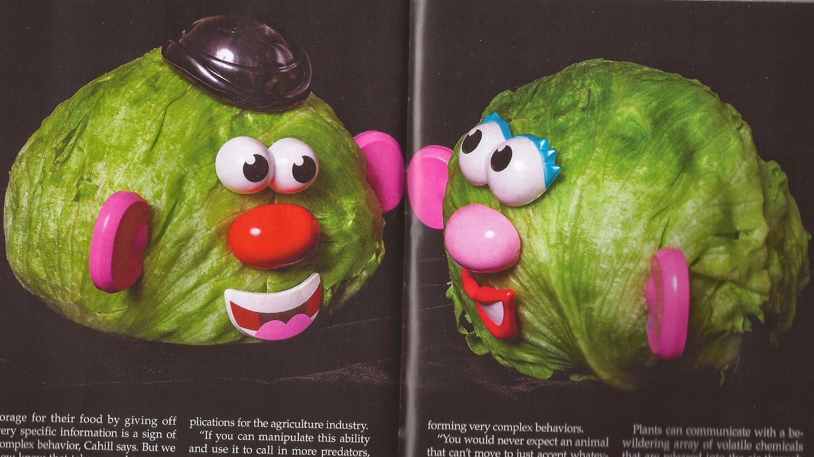 My Stuff Room / Galoreious Stuff Lettuce Heads