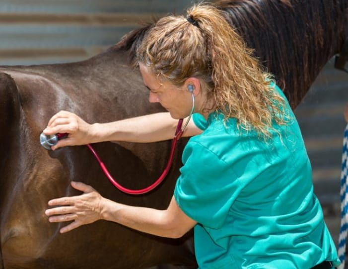 Preventing Colic in Horses