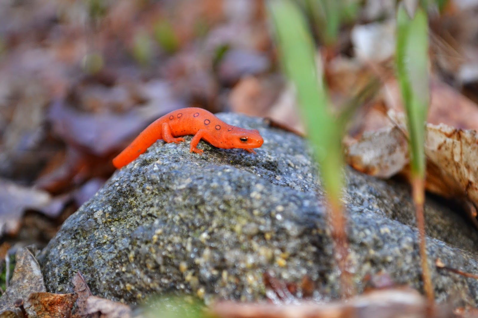 Clifton Park Open Spaces Spring at Garnsey Park