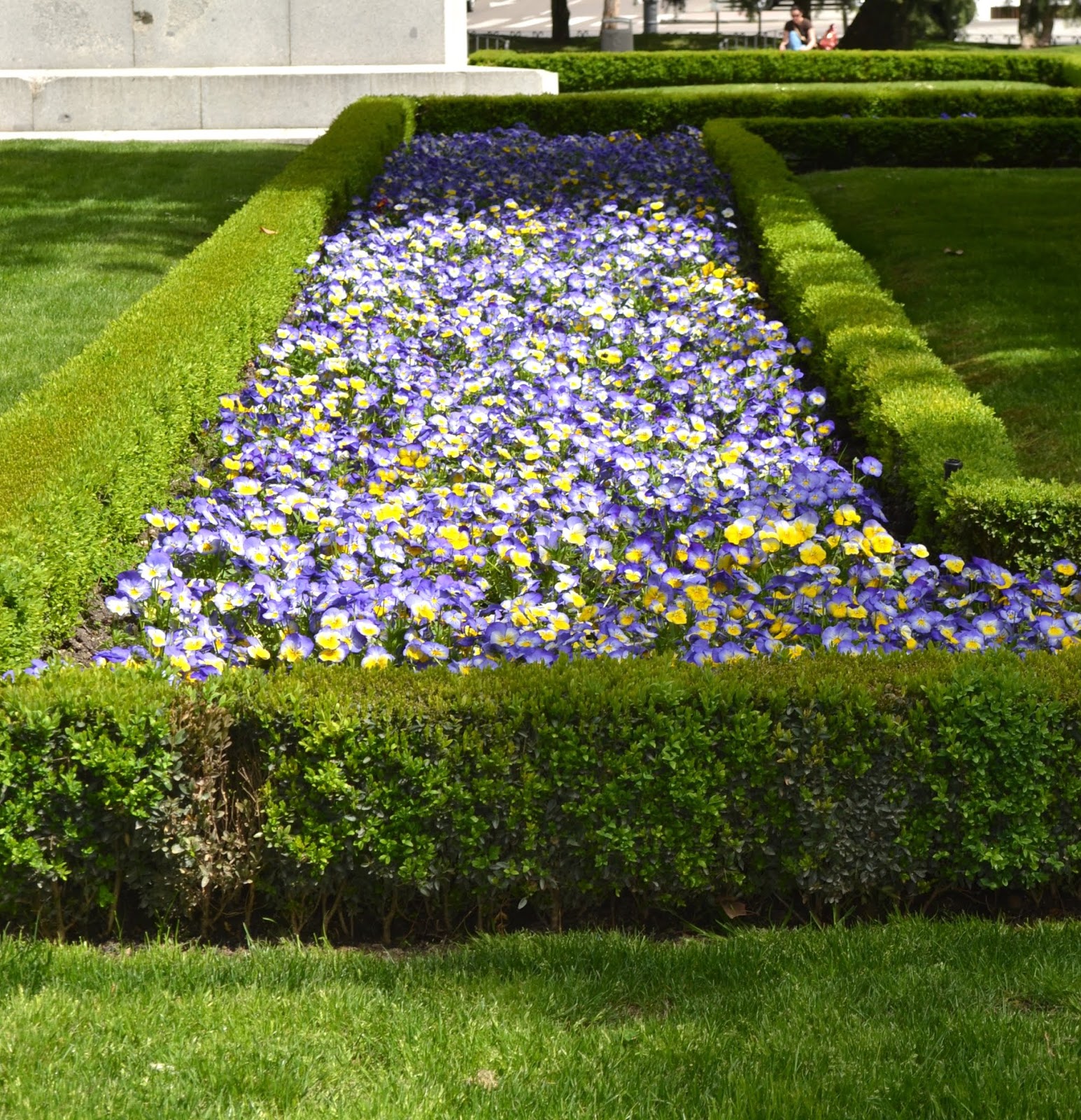 Buxus sempervirens «boj» - Id Plantae