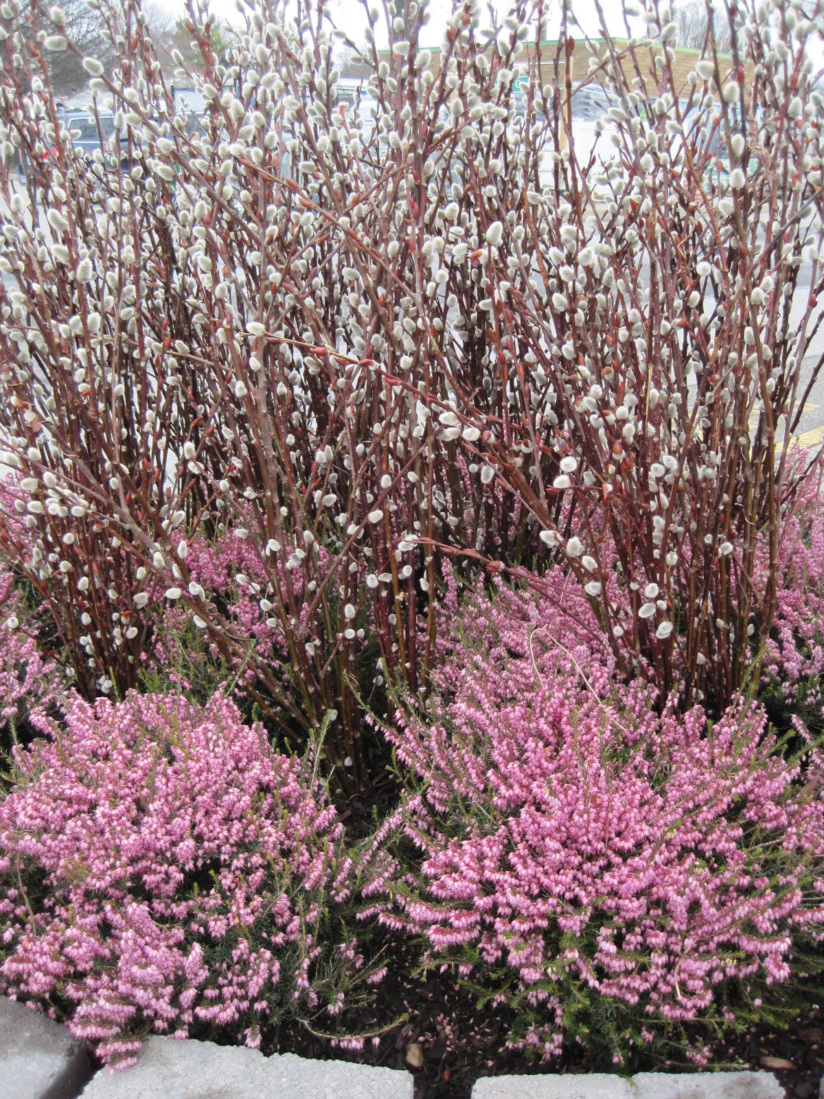 Pussywillow Bush 95