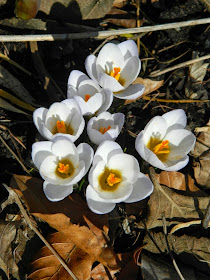 White crocus spring blooms Toronto Botanical Garden by garden muses-not another Toronto gardening blog 