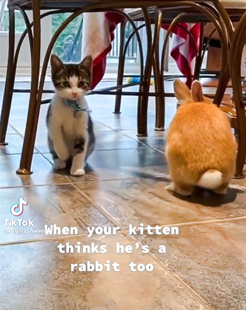 Cat Chit Chat Kitten copies his rabbit companion and hops