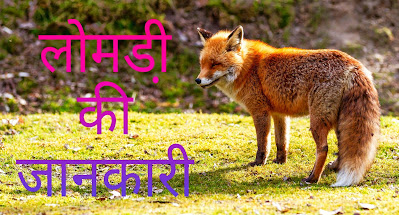 लोमड़ी के बारे में रोचक जानकारी Fox Information In Hindi
