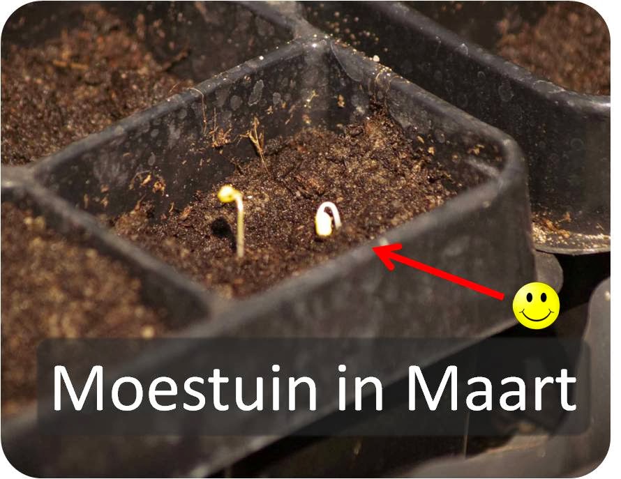 Moestuin in maart