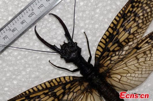 Új rovarfajt fedeztek fel Kínában