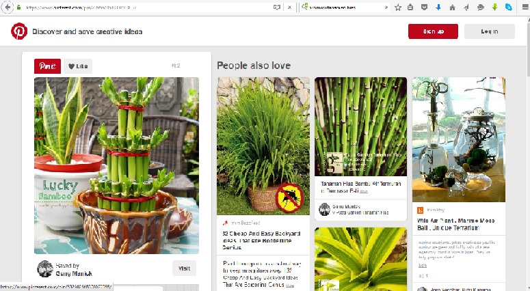 Brosur Promosi Tanaman Hias Pigura