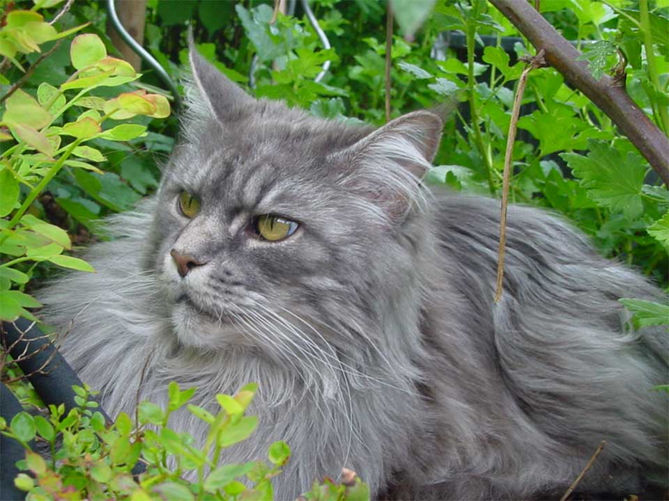 American Bobtail Sociable and Energetic Domestic Cat